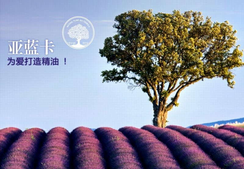 A'RENKA亚蓝卡