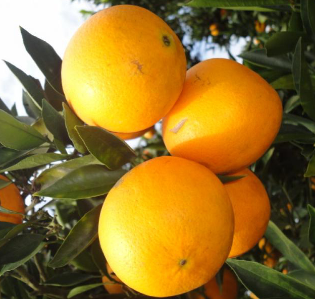 买精品水果,买金堂橙子就上果果鲜guoguoxian